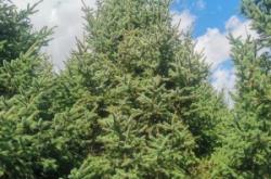 內(nèi)蒙古赤峰求購云杉樹電話號碼