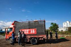 赤峰養(yǎng)殖烏雞基地電話號碼