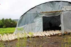 赤峰養(yǎng)鵝廠聯(lián)系電話號(hào)碼