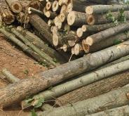 赤峰收楊樹大量收購木材電話是多少