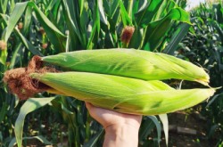 赤峰玉米帶皮收購電話地址查詢