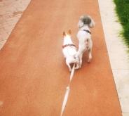 赤峰貓咪救援隊(duì)電話地址查詢