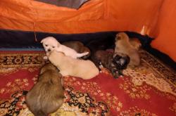 赤峰無(wú)償領(lǐng)養(yǎng)小動(dòng)物電話號(hào)碼