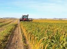 赤峰收谷子直播間電話是多少號