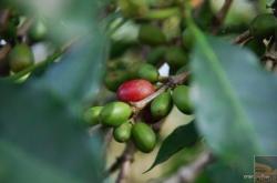 赤峰市林東豆包店電話號(hào)碼