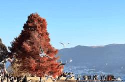 赤峰夕陽美旅行社電話號(hào)碼