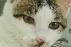 赤峰流浪貓領(lǐng)養(yǎng)平臺(tái)電話號(hào)碼