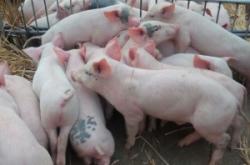 赤峰養(yǎng)豬場(chǎng)地址電話號(hào)碼