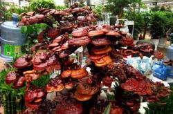 赤峰紅山花卉市場電話號碼