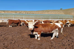 赤峰芝瑞鎮(zhèn)電話號(hào)碼是多少