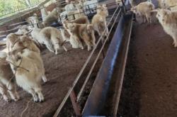 內(nèi)蒙古赤峰賣羊電話是多少