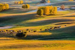 赤峰圖騰牧場(chǎng)旗艦店電話號(hào)碼