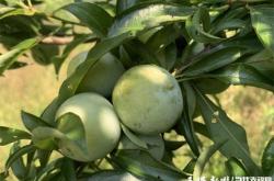 赤峰萬達采摘李子電話地址