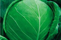 赤峰市哪有甘藍(lán)基地啊電話號碼