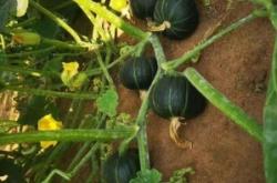 赤峰貝貝南瓜批發(fā)電話地址查詢