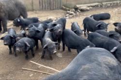 赤峰黑豬販運電話號碼查詢地址