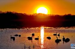 赤峰市天鵝送葬電話號碼查詢