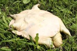 赤峰水產(chǎn)甲魚店電話號碼查詢