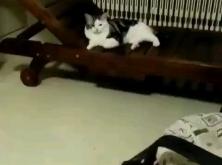 赤峰久久貓舍電話號(hào)碼查詢