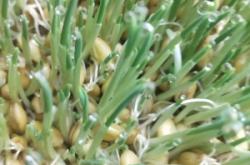 赤峰牧草鮮草廠家電話號(hào)碼