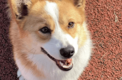 赤峰敖漢旗哪有收狗的電話號