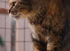 赤峰市領(lǐng)養(yǎng)流浪貓電話號(hào)碼