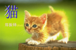 赤峰貓咪養(yǎng)殖場電話地址查詢