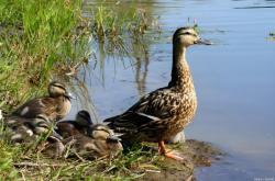 赤峰園林路辣嘴鴨電話號(hào)碼