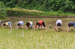 赤峰插秧機電話多少號