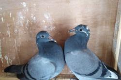 赤峰市鴿子市場電話地址查詢