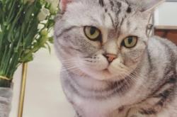 赤峰尋找虎斑貓電話地址查詢