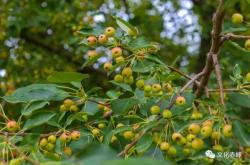 赤峰大柴木頭廠電話地址查詢