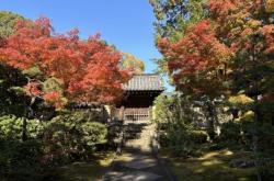 赤峰市純黑貓咪出售電話號碼