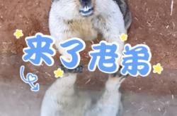 赤峰動物園營業(yè)時間電話號碼