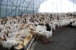 赤峰養(yǎng)鵝大棚出租電話號(hào)碼