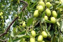 赤峰果樹苗出售聯(lián)系電話號碼