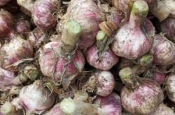 赤峰大蒜多少錢(qián)一斤