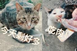 赤峰賣貓糧的電話地址是多少