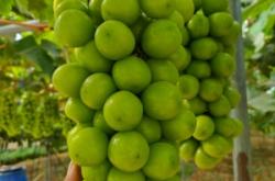 赤峰市水果批發(fā)葡萄電話號碼