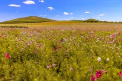 赤峰同城鮮花直播基地電話號碼