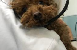 赤峰狗狗針灸醫(yī)院電話多少號