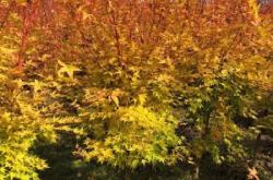 赤峰苗木專業(yè)合作社電話號碼