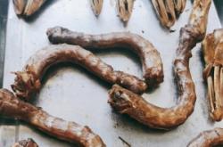 赤峰麻辣甲魚火鍋店電話號碼