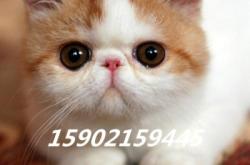 赤峰寵物貓出售同城電話號碼