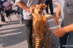 赤峰狗販子電話多少號(hào)啊