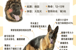 赤峰同城出售德牧狗狗電話號(hào)碼