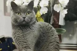 赤峰同城貓咪領(lǐng)養(yǎng)電話多少號(hào)