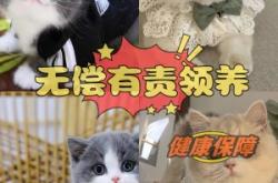 赤峰地區(qū)無(wú)償領(lǐng)養(yǎng)貓咪電話號(hào)碼