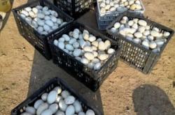 赤峰牲畜養(yǎng)殖場電話號(hào)碼