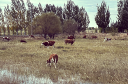 赤峰玉龍沙壺專賣店電話號(hào)碼